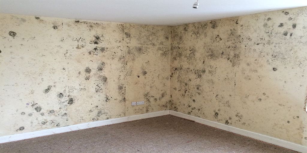 What Does Awaab’s Law Mean for Tenants, Landlords, and Housing Associations? 11 Black spot mould covering the interior walls of a property
