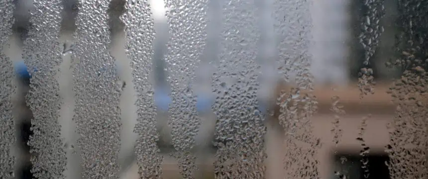 Is Black Mould Harmful to Pets? 2 Removing Black Mould Safely Without Endangering Pets