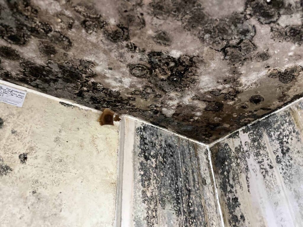 What Does Awaab’s Law Mean for Tenants, Landlords, and Housing Associations? 4 Mould Growth