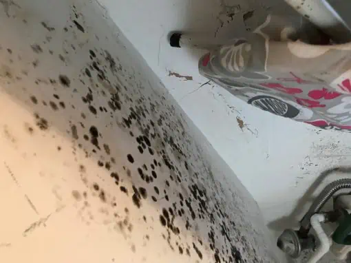 Is Black Mould Harmful to Pets? 1 Is Black Mould Harmful to Pets?