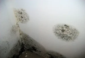 Is Damp Worse In Terraced Houses? 4 Is Damp Worse in a Middle Terrace or End of Terrace House?
