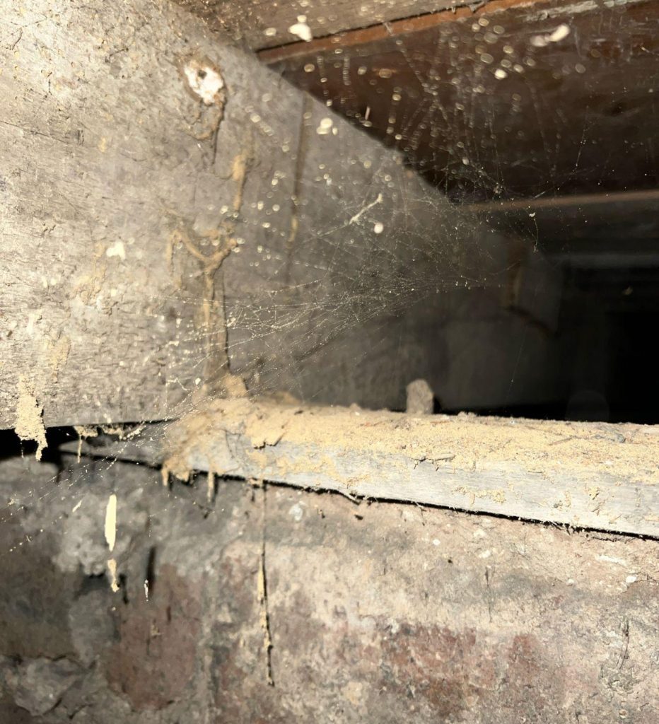 Woodworm damage on subfloor timber in a Glasgow property