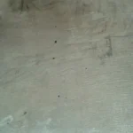 woodworm