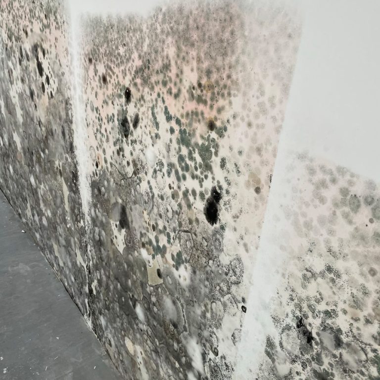 Damp and Timber Report 4 Black mould growing on the walls of a residential property