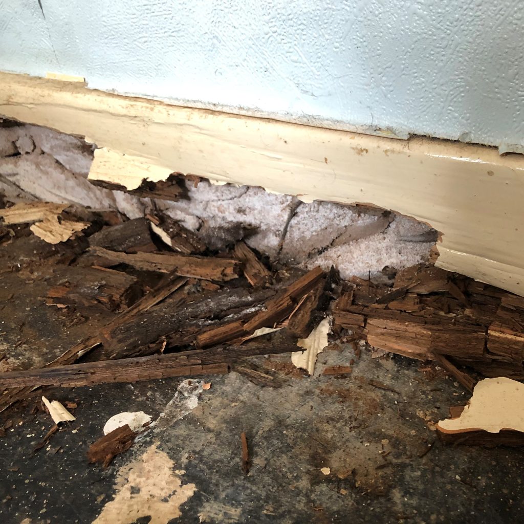Timber Rot vs Woodworm | Key Differences Explained 5 A skirting board ruined by wet rot