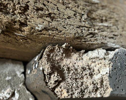 A timber beam damaged by woodworm activity
