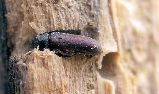Timber Rot vs Woodworm | Key Differences Explained 2 Woodworm beetle nestled in timber Timberwise
