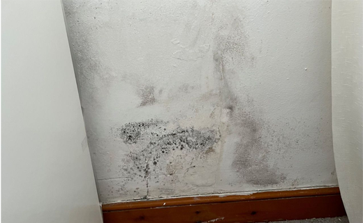 The Seven Signs of Rising Damp in London Homes 4 Black mould growth above a skirting board Timberwise