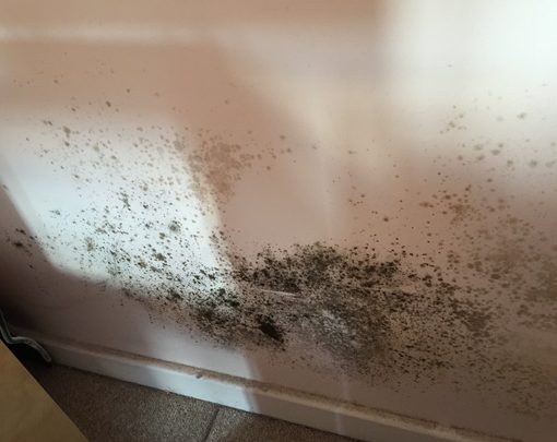 What Do Awaab’s Law Updates Mean for Estate & Letting Agents? 3 Black mould growth on wall Timberwise