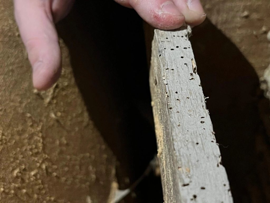 Evidence of woodworm in Timber Timberwise