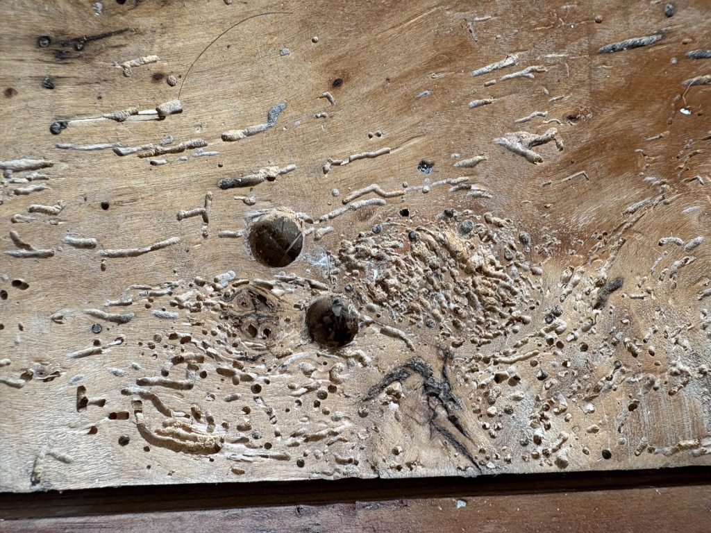 How Can Woodworm Affect a Working Kitchen? 32 Signs of woodworm in timber unearthed by a woodworm survey.