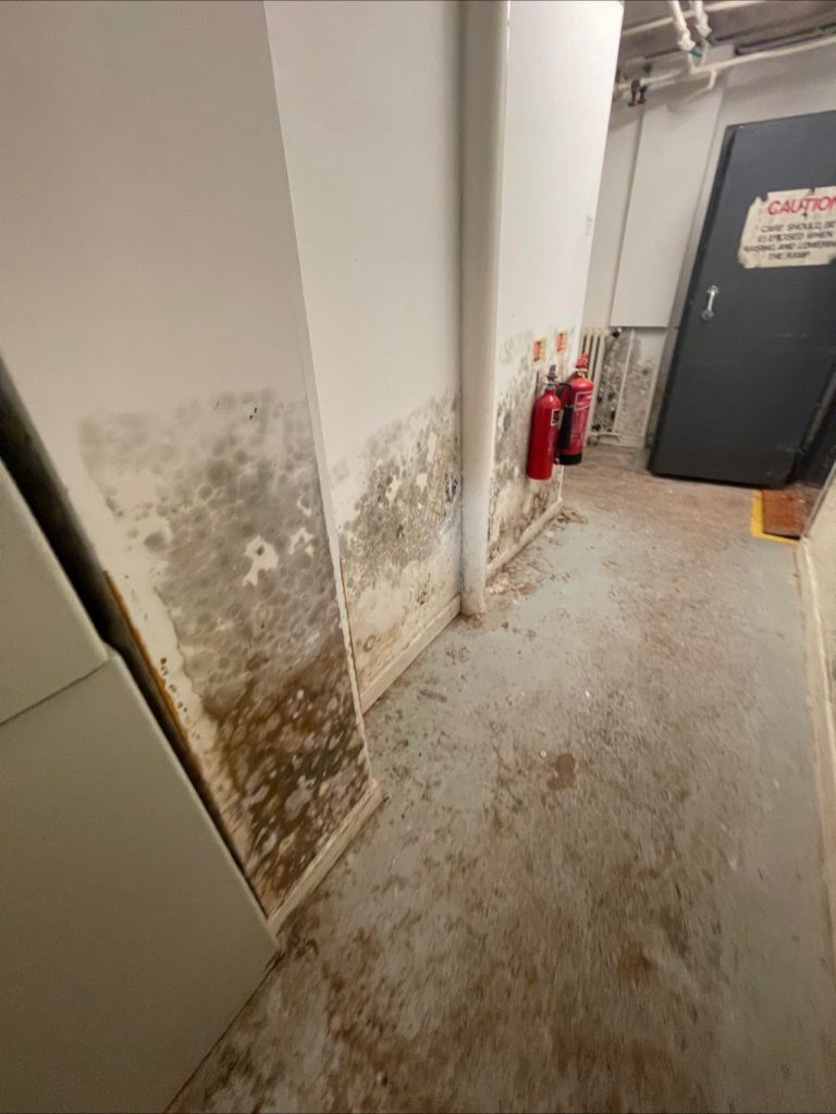 Damp and condensation on a wall in a Windsor property