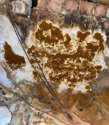 dry rot fungal decay in a sub-floor void