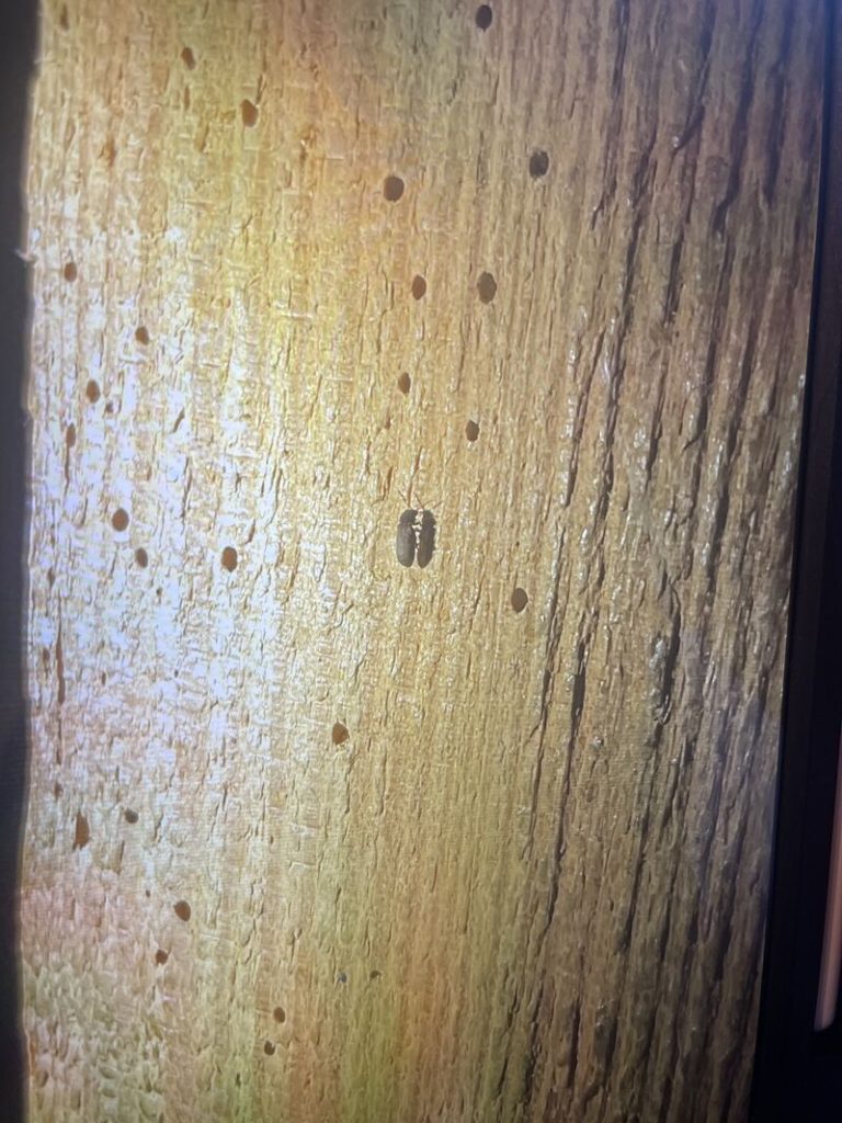 Will Home Insurance Cover Woodworm Damage? 31 Woodworm spotted on a wooden beam in a property in Cardiff.