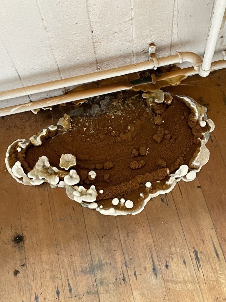 Wet Rot vs Dry Rot in Commercial Buildings: Identification & Prevention 2 Dry rot fruiting body on a timber floor