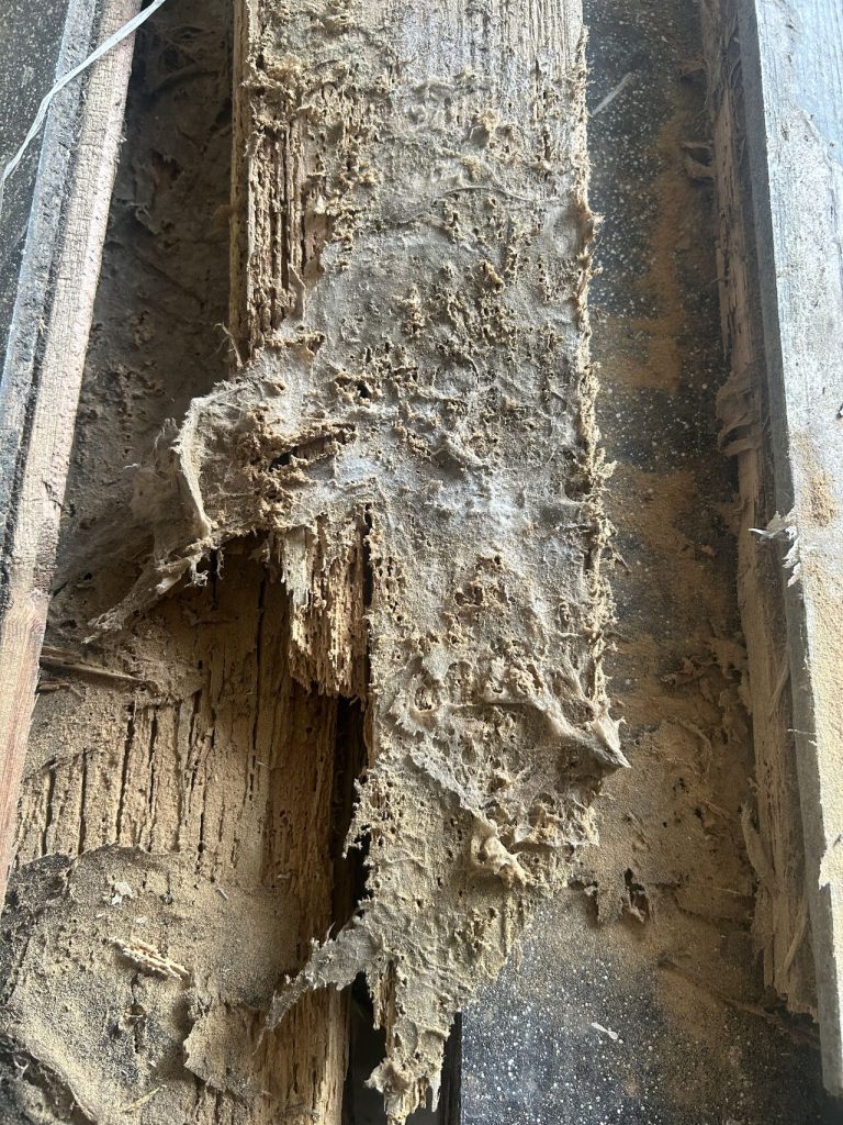 How Moisture Causes Timber Decay in UK Homes 2 Dry rot and woodworm on timber in Sheffield