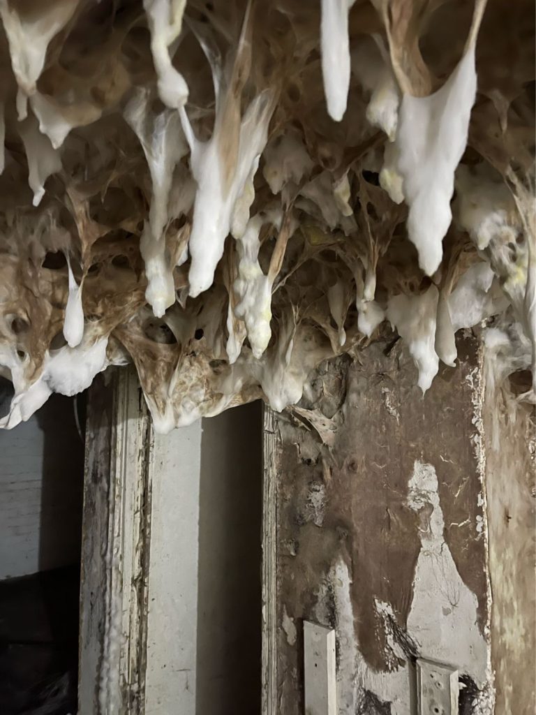 Wet Rot vs Dry Rot in Commercial Buildings: Identification & Prevention 4 Dry rot fungal growth on a basement ceiling
