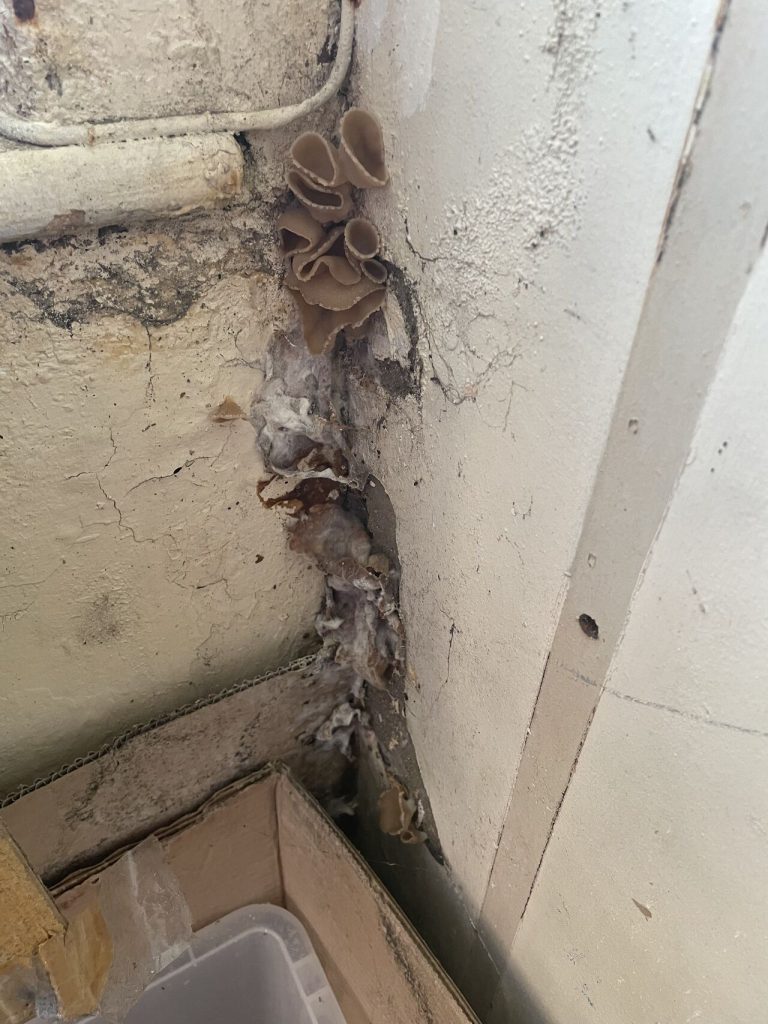 Cup fungus mould growth on damp masonry wall in Newcastle.