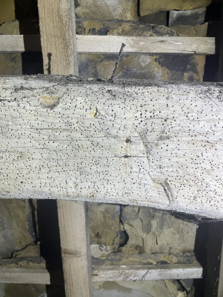 Timber in a property in Leeds with numerous woodworm flight holes.