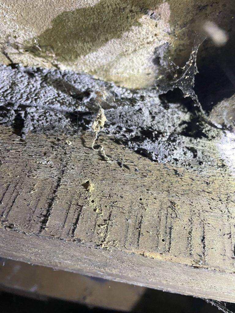 Woodworm damage on timber in a property in Yorkshire
