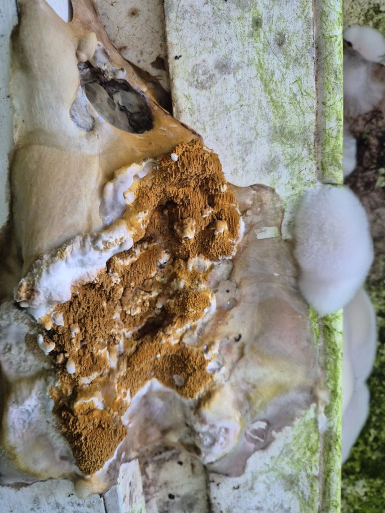How Moisture Causes Timber Decay in UK Homes 1 Dry rot growth on decaying wood in a property in Perth