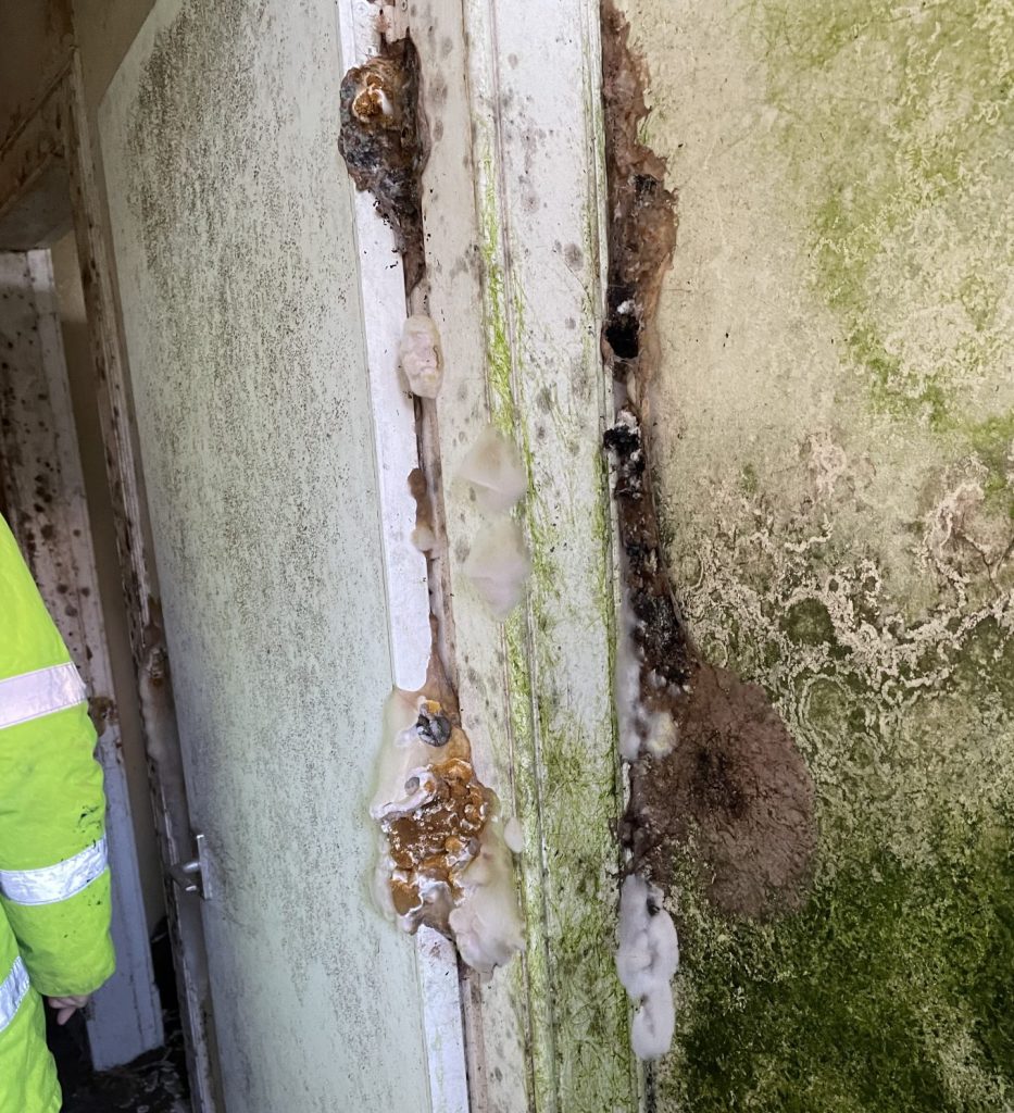 Dry rot on interior wall in a Denny property