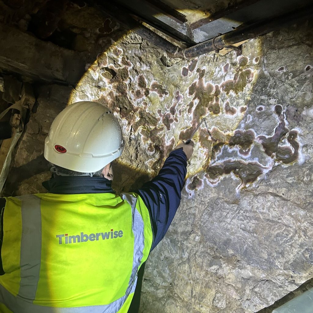 Timberwise surveyor inspecting dry rot on wall in Glasgow