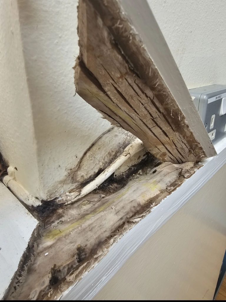 dry rot decay behind a dado rail found in Edinburgh property