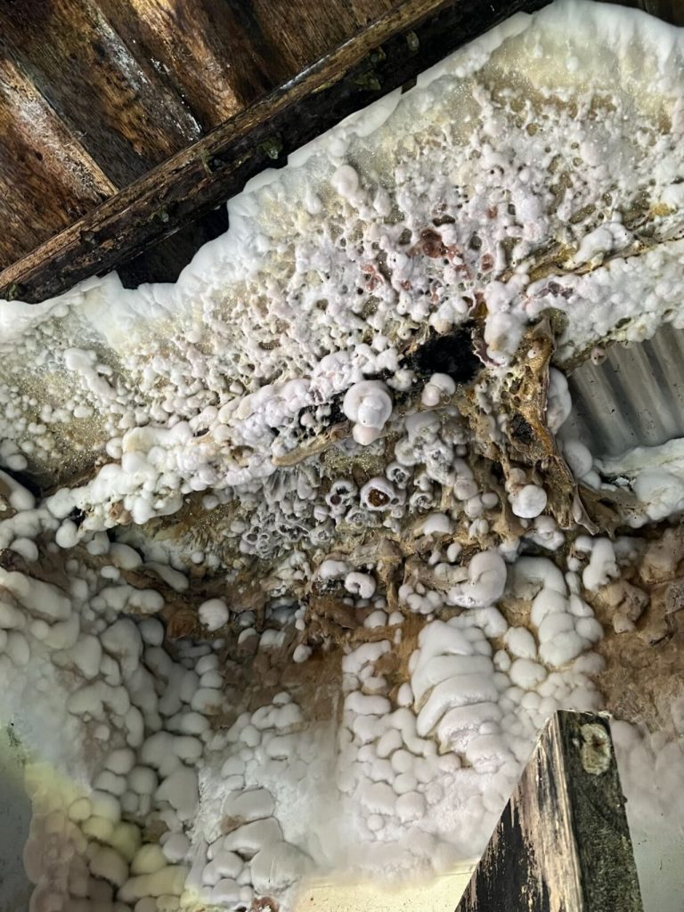 Timber Rot vs Woodworm | Key Differences Explained 1 Severe dry rot on a wooden surface in Denny, Glasgow
