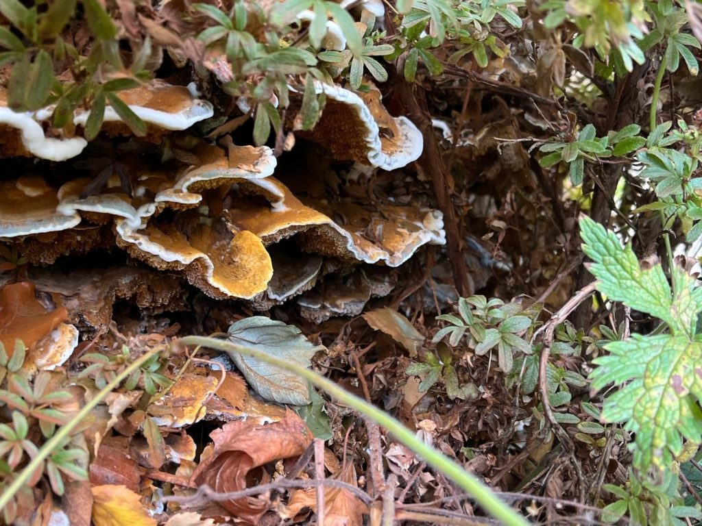 Dry rot fruiting body found in an Edinburgh property