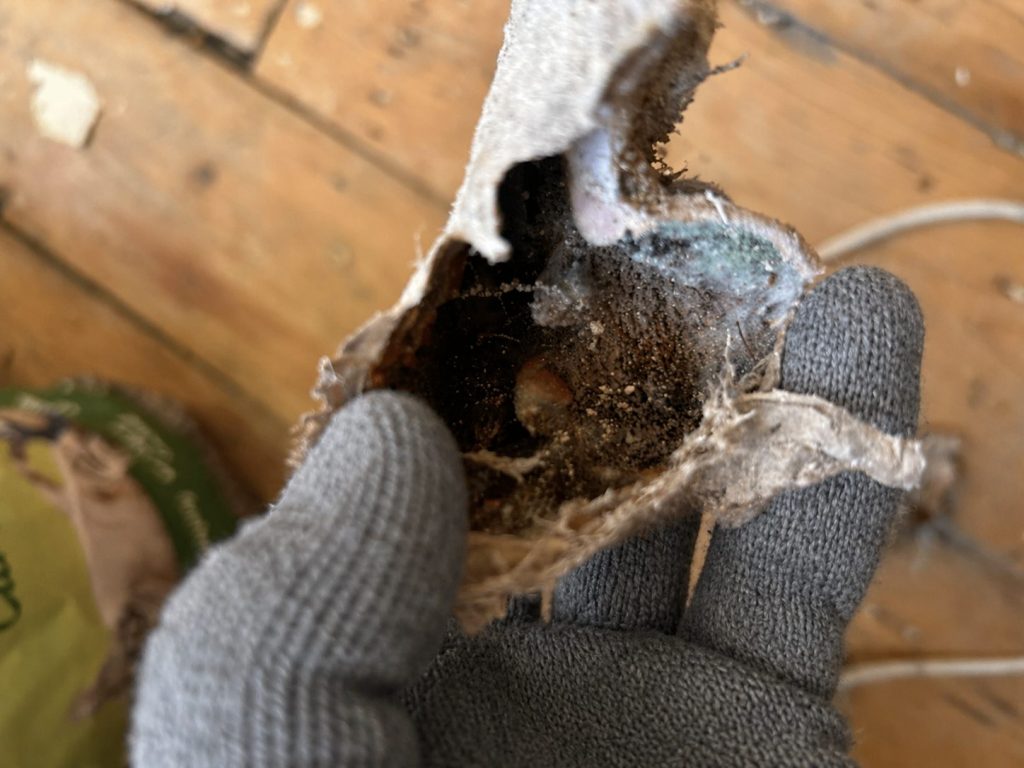 Surveyor holding a dry rot spore found in Dennistoun, Glashow