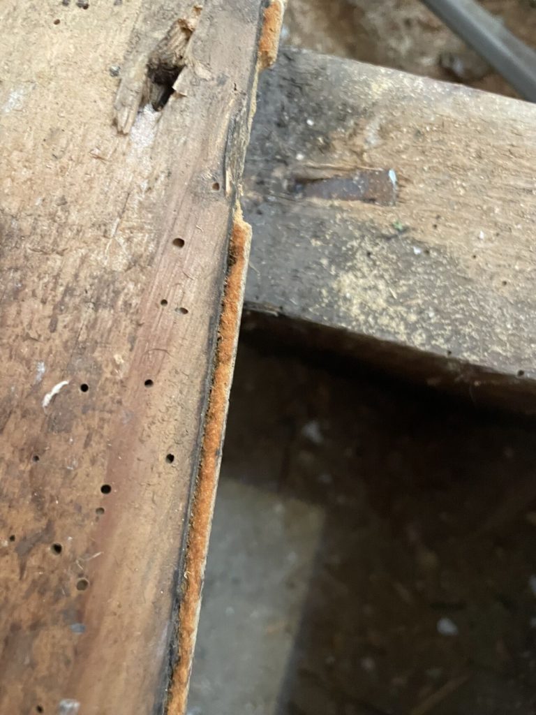 Damaged wood with woodworm holes in Hackney, London