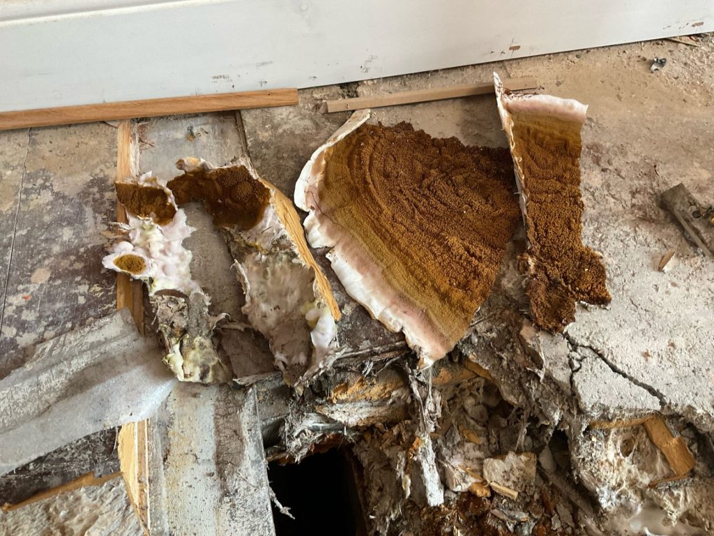 Timber Rot vs Woodworm | Key Differences Explained 3 Decay and fungal growth on timber in an Ilford property