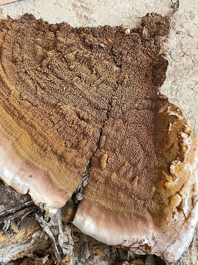Dry rot fruiting body in a property in Ilford
