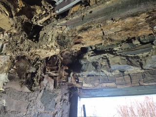 Dry rot Aberfeldy Scotland 23 06 2026 4 Timberwise